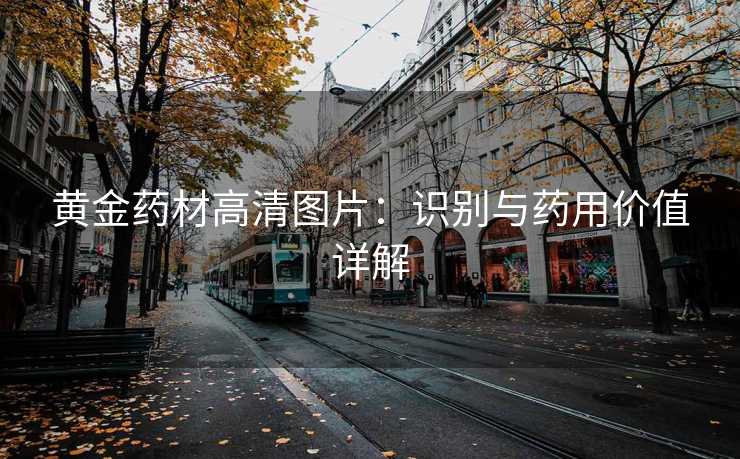 黄金药材高清图片:识别与药用价值详解 黄金药材高清图片:识别与药用价值详解