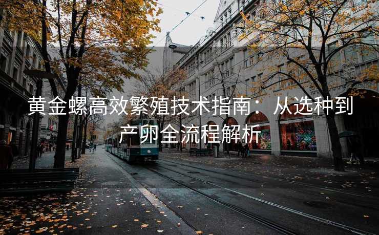 黄金螺高效繁殖技术指南:从选种到产卵全流程解析 黄金螺高效繁殖技术指南:从选种到产卵全流程解析