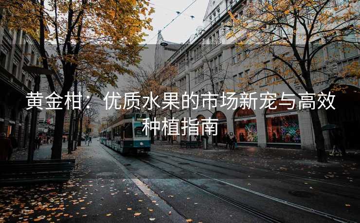 黄金柑：优质水果的市场新宠与高效种植指南