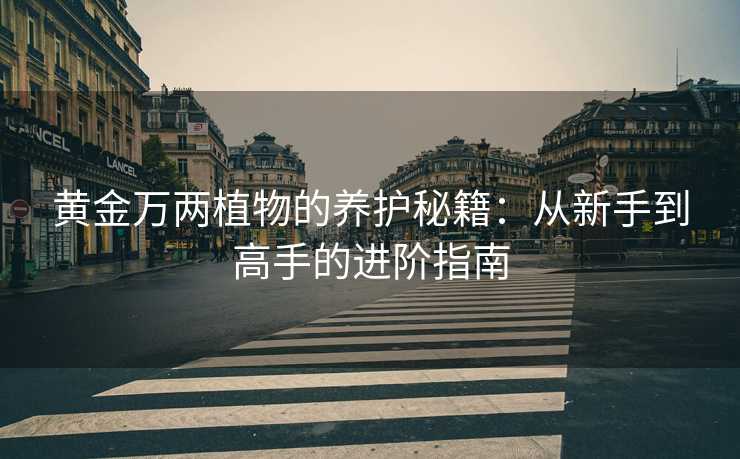 黄金万两植物的养护秘籍:从新手到高手的进阶指南 黄金万两植物的养护秘籍:从新手到高手的进阶指南